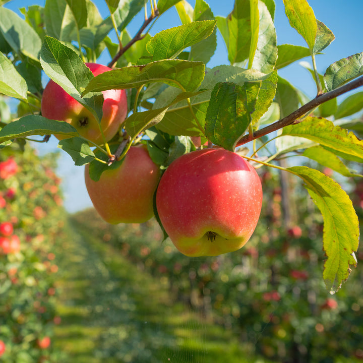 Gala Apple Tree - 4-5 ft