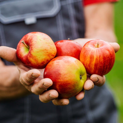 Person holding four red honeycrisp apples with a blurred background