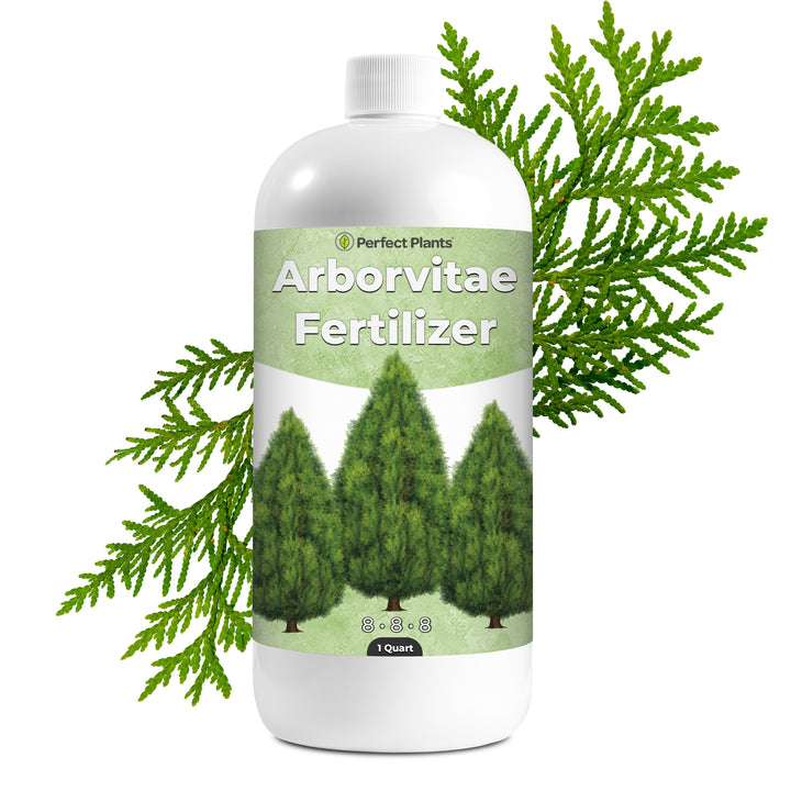 fertilize newly planted arborvitae Buy Liquid Arborvitae Fertilizer for Sale Online