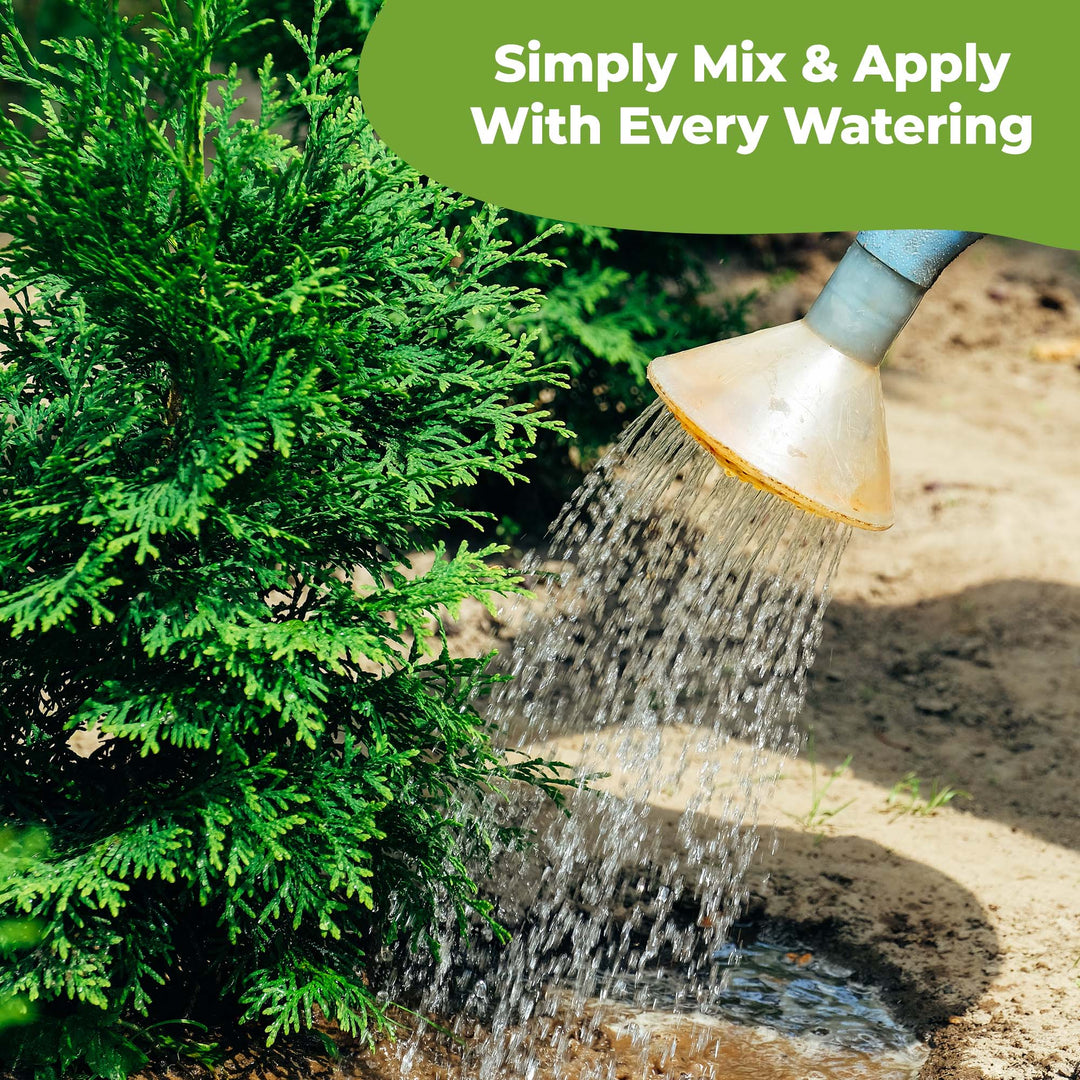 planting arborvitae fertilizer Buy Liquid Arborvitae Fertilizer for Sale Online
