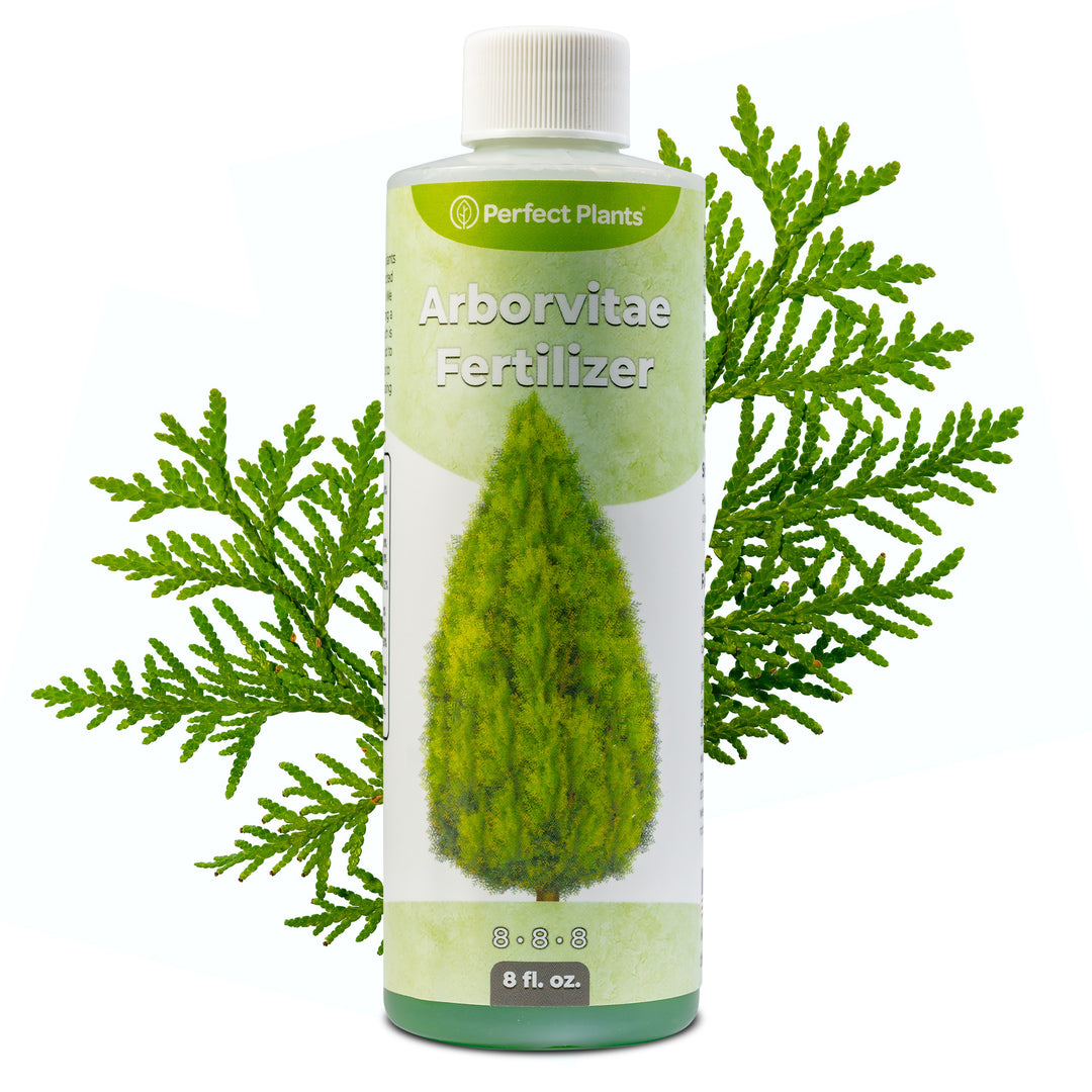 Buy Liquid Arborvitae Fertilizer for Sale Online