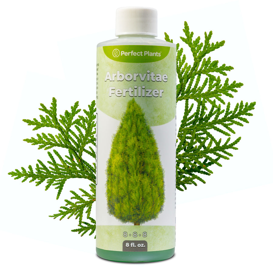 plant care fertilizer Liquid Arborvitae Fertilizer - 8 fl oz