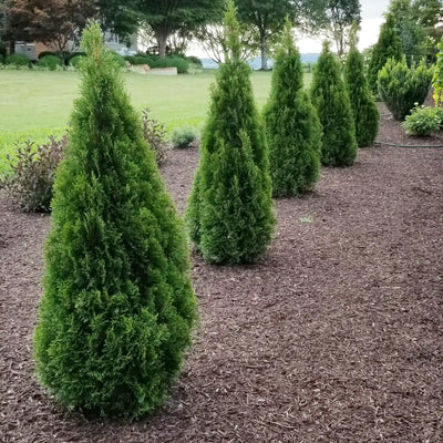 Emerald squeeze arborvitae hedge planted along a property line next to a green lawn.