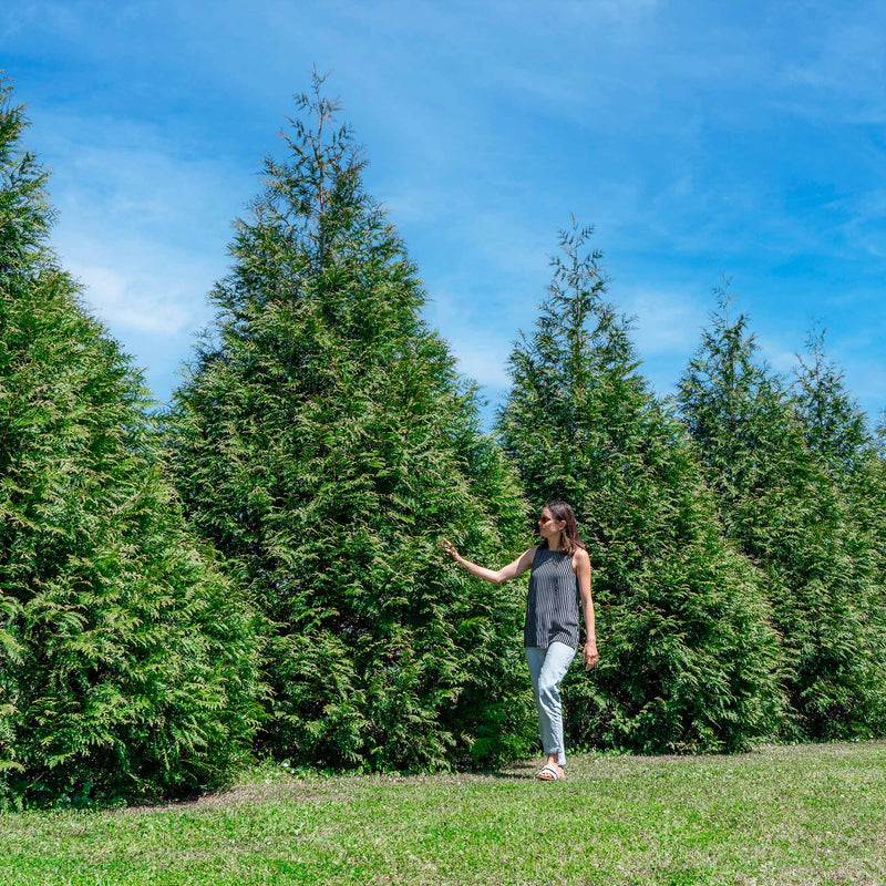 woman walking along privacy hedge of thuja green giant arborvitae