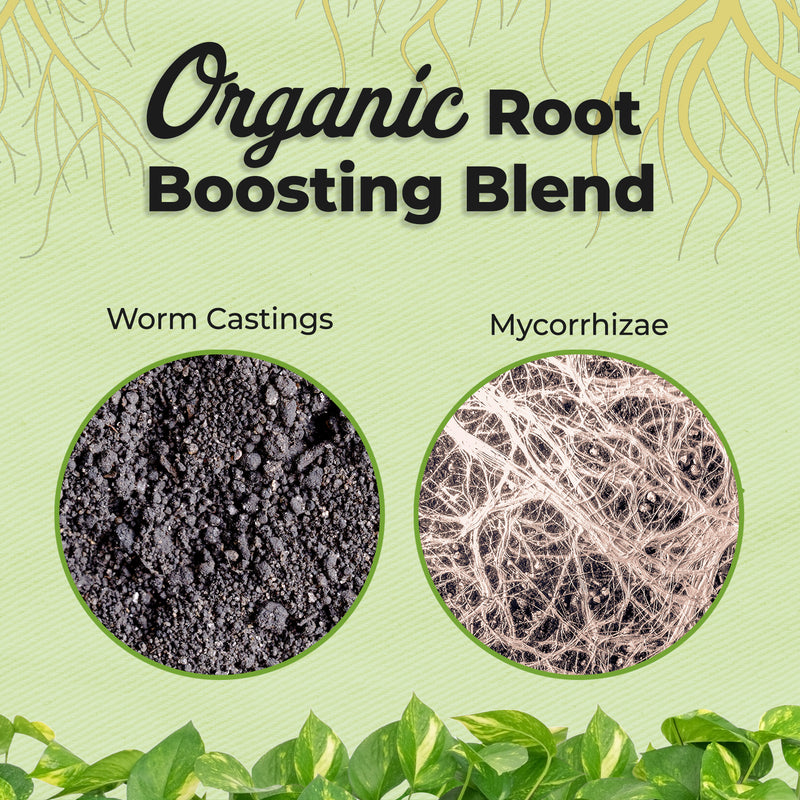 best aroid potting mix Aroid Soil Mix | Best Aroid Soil Mix
