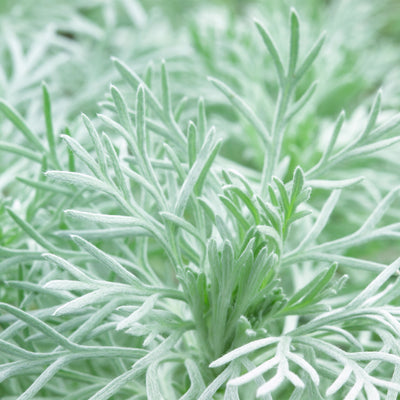 'Silver Mound' Artemisia schmidtiana (Wormwood)