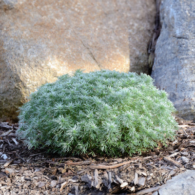 'Silver Mound' Artemisia schmidtiana (Wormwood)