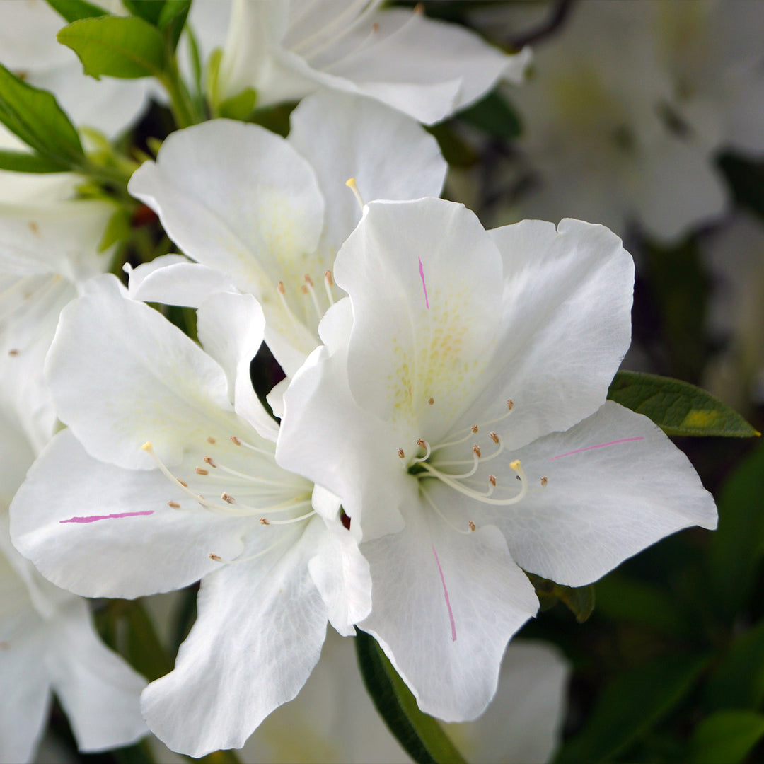 azalea lily white Autumn Lily® Encore® Azalea Shrub