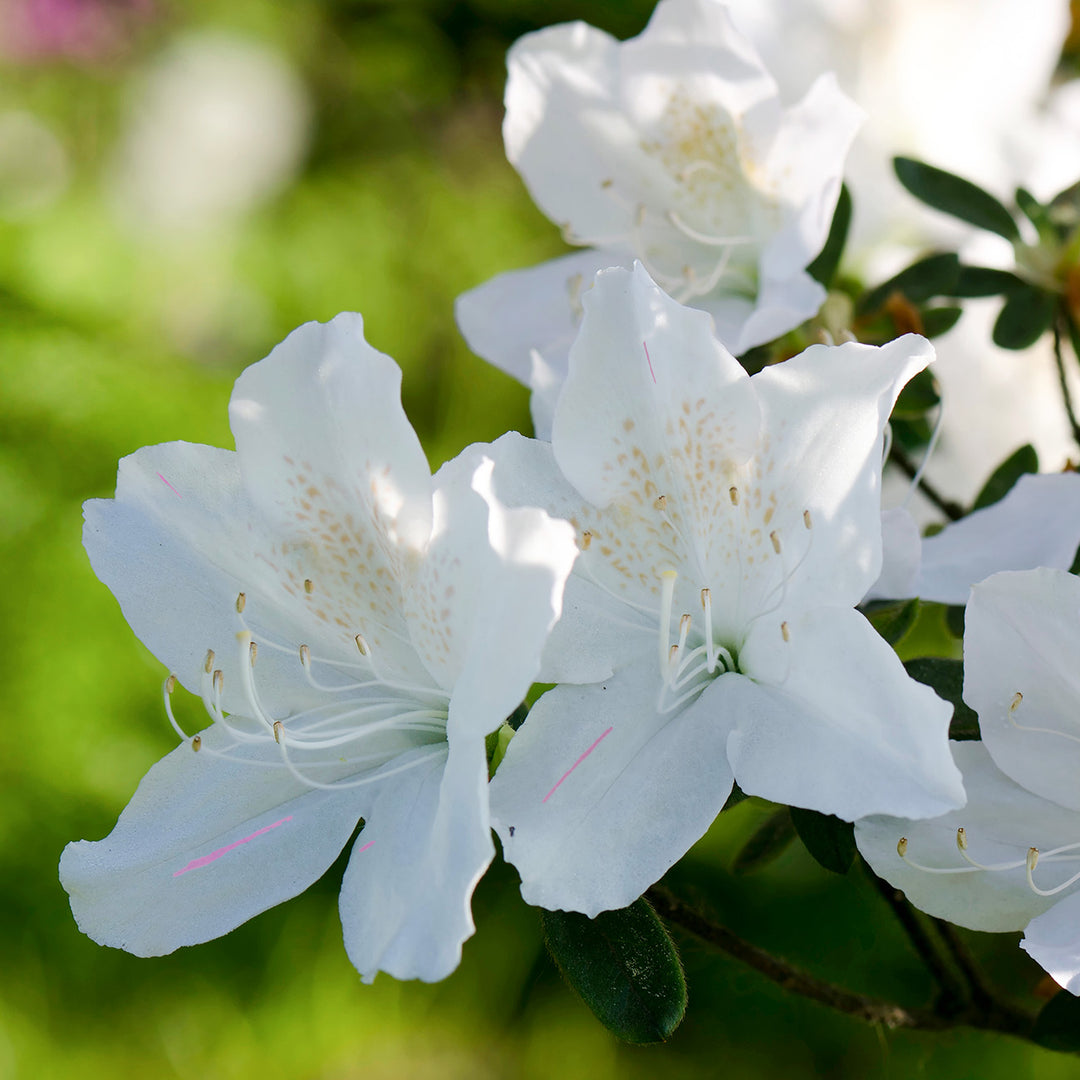 azalea lily white Autumn Lily® Encore® Azalea Shrub