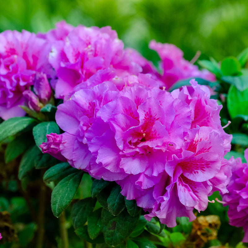 Azalea Midas Autumn Majesty® Encore® Azalea for Sale | Perfect Plants