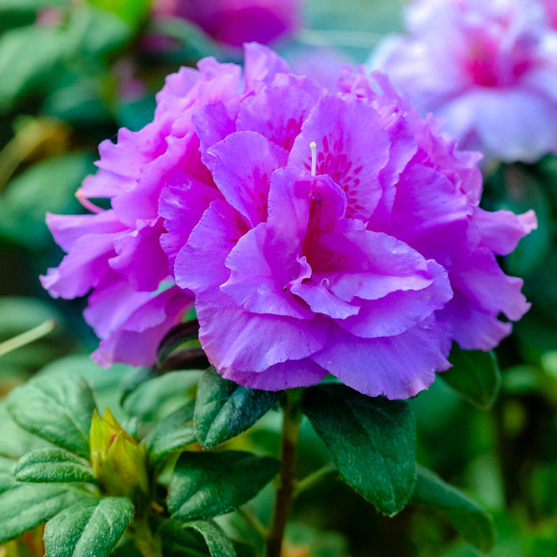 Azalea Botma Autumn Majesty® Encore® Azalea for Sale | Perfect Plants