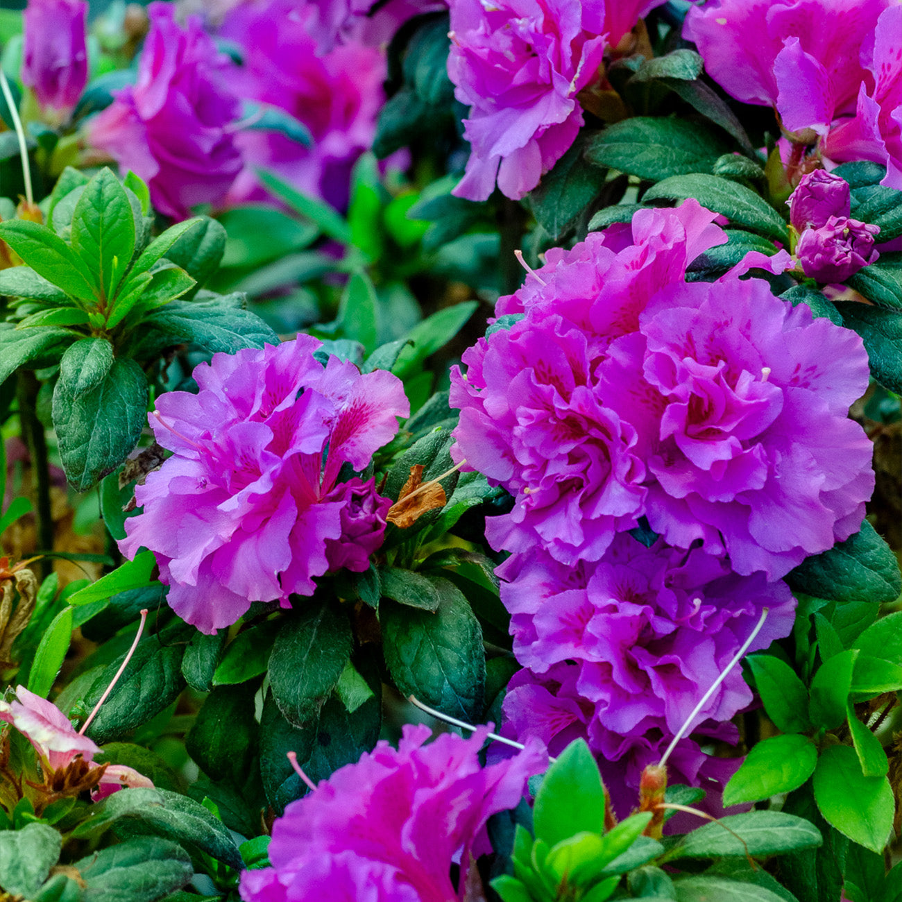 Autumn Majesty® Encore® Azalea for Sale | Perfect Plants