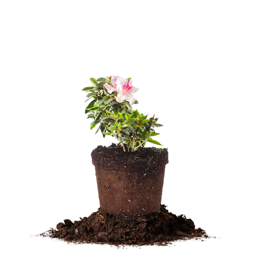 Autumn Twist™ Encore® Azalea for Sale | Buy Encore Azaleas
