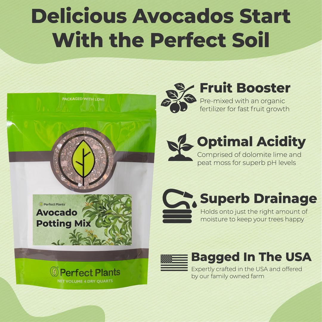 soil mix for potted avocado tree Buy Avocado Potting Soil for Sale