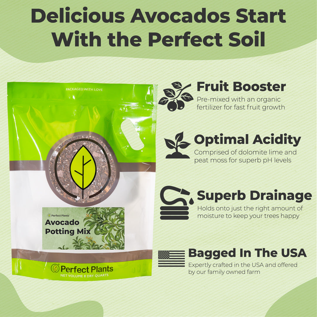 best soil for avocado plant in pot Buy Avocado Potting Soil for Sale