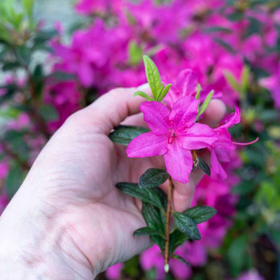 Hand holding a fuschia flower from an Autumn Amethyst Encore Azalea with blurred pink flowers in the background