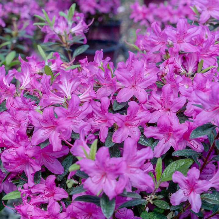 Autumn Amethyst® Encore® Azalea for Sale | Evergreen | Perfect Plants