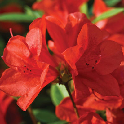 Close-up of vibrant red Autumn Bravo encore azalea flowers with green leaves in the background