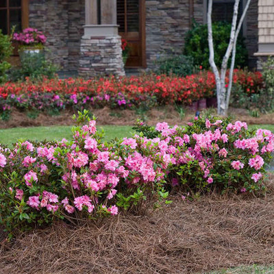 Pink flowering Autumn Carnation Azalea bushes in a garden with a stone building in the background