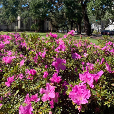 Flowering hedge made up of purple autumn lilac encore azaleas