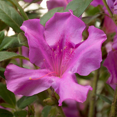 Close up of purple flower belonging to a autumn royalty encore azalea
