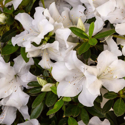 Close-up of white Autumn ivory encore azalea flowers with green leaves