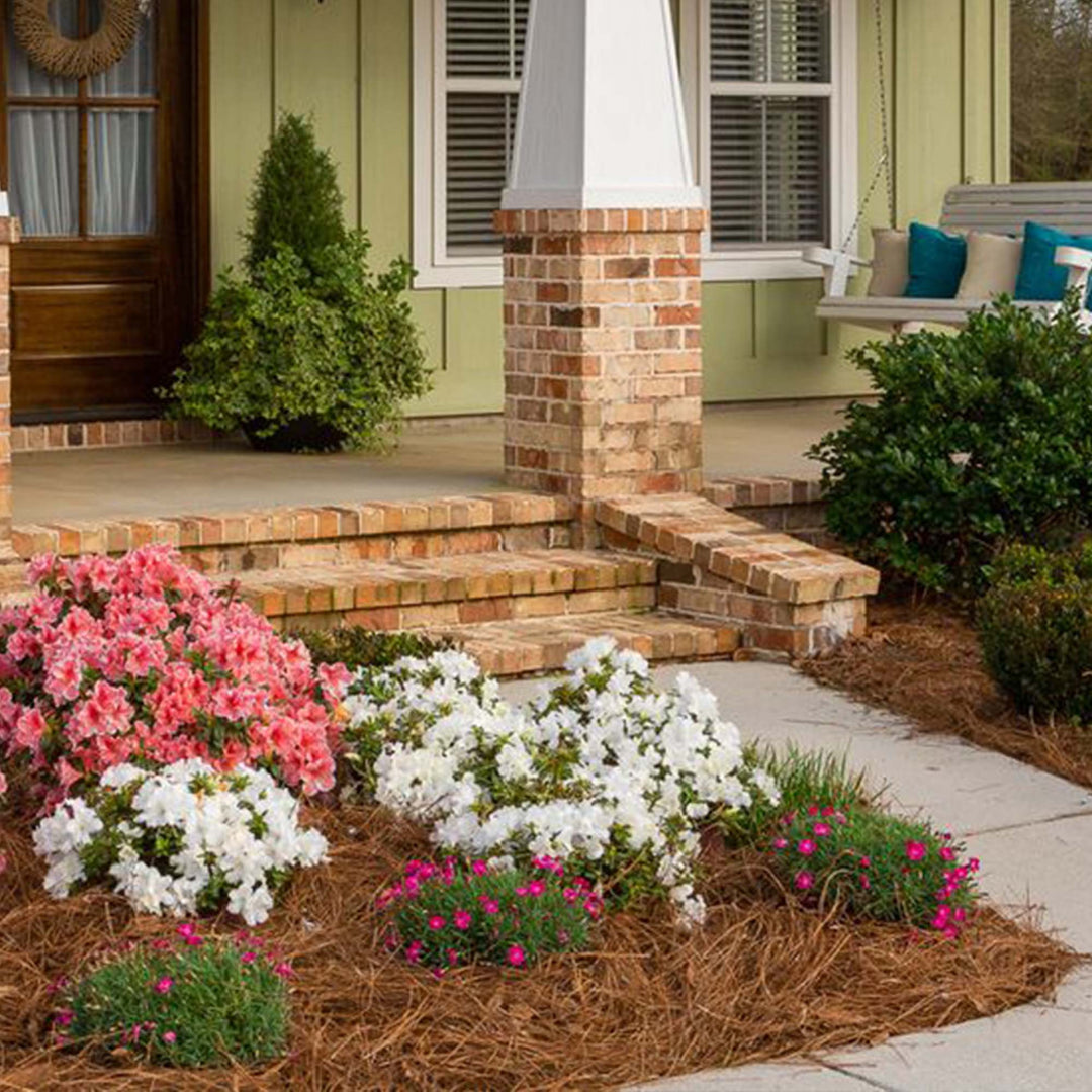 Autumn Ivory® Encore® Azalea for Sale | Evergreen | Perfect Plants