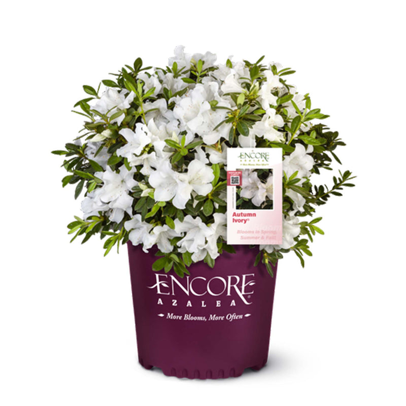 Autumn Ivory® Encore® Azalea for Sale | Evergreen | Perfect Plants