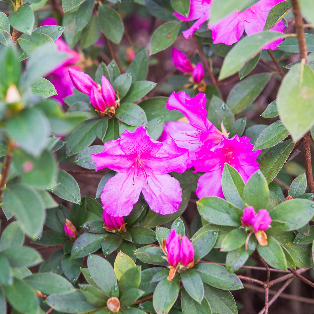 Lavender Formosa Azalea Shrub - 1 Gallon / Single