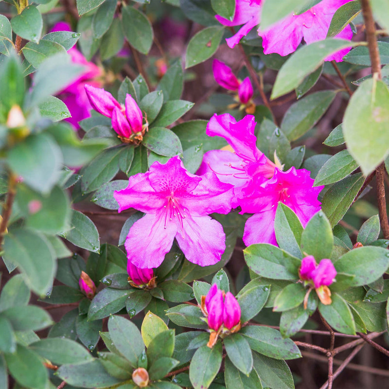 Lavender formosa azalea for sale online from Perfect Plants Nursery