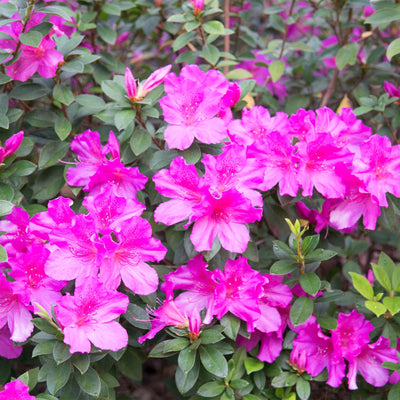 Bright lavender formosa azalea in full bloom