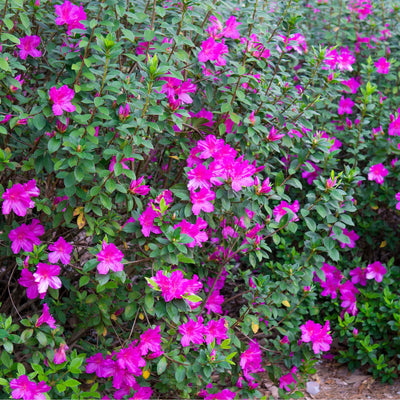 Flowering hedge of lavender formosa azalea