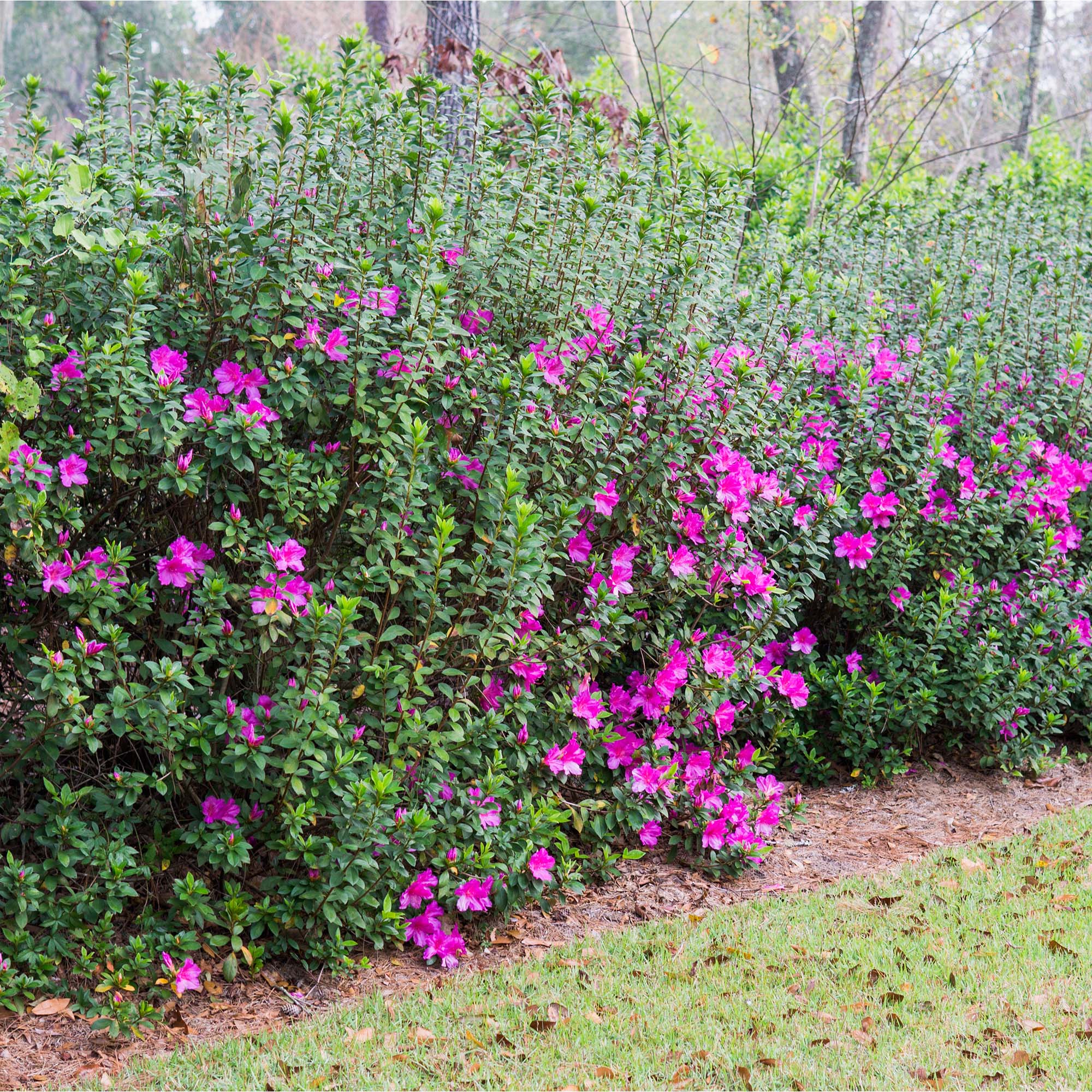 lavender formosa azalea blooming along property line