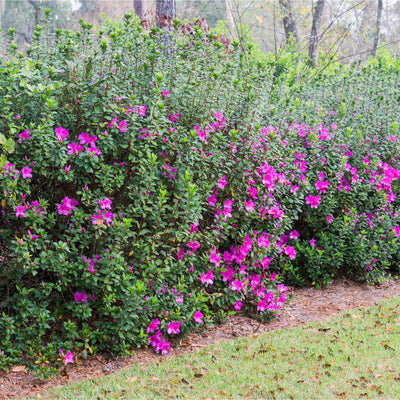 lavender formosa azalea blooming along property line