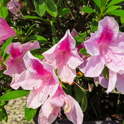 Close-up of pink George Taber azalea flowers with green leaves