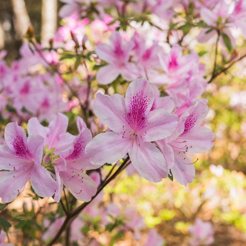 Close-up of George Taber Azalea flowers with a blurred natural background