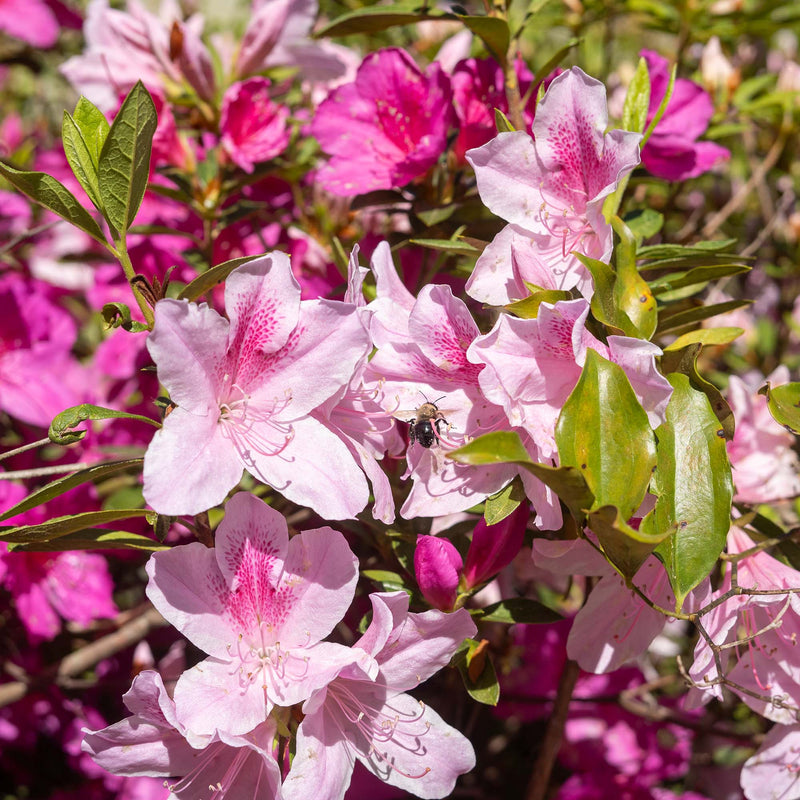 George Taber Azalea flowers in full bloom with a bumblebee hovering over the stamens collecting pollen