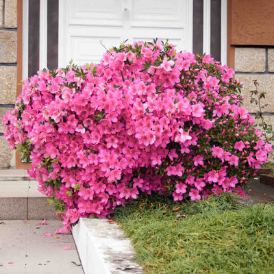 Gump Pink Azalea bush with bright pink flowers in front of a house.