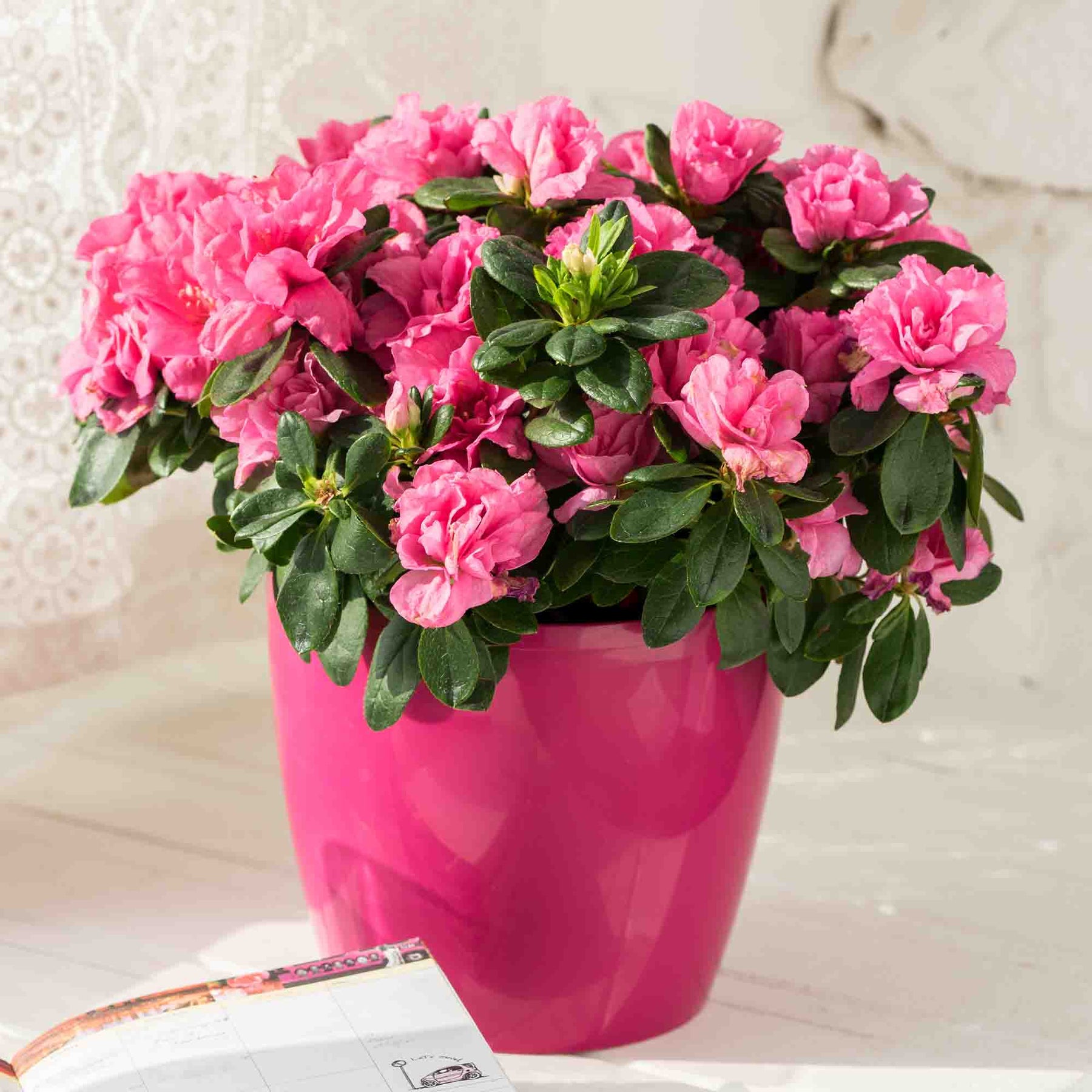 Pink Azalea Mini Buy Gumpo Pink Azaleas for Sale | Dwarf Azaleas | Perfect Plants