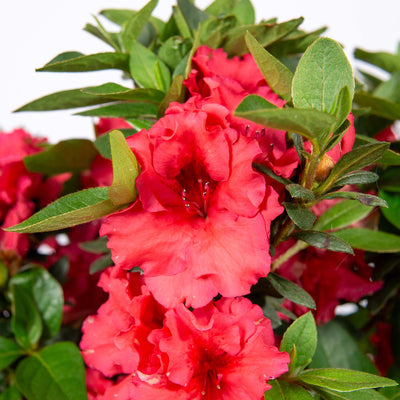 Red Ruffles Azalea in full bloom amongst lush green foliage in spring