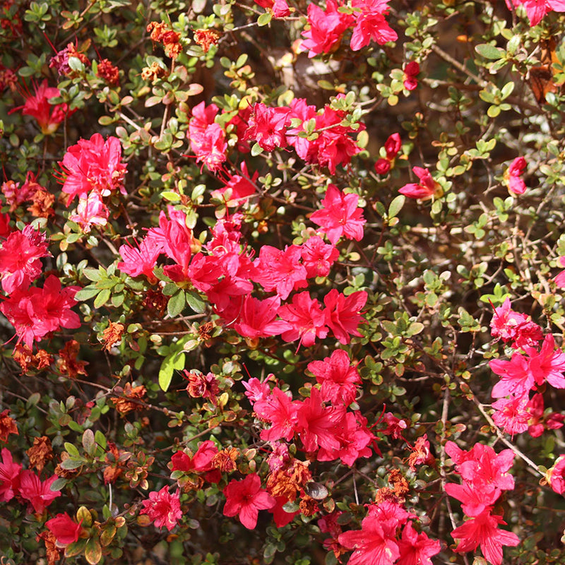 Hedge made up of Red Ruffles Azalea Shrubs