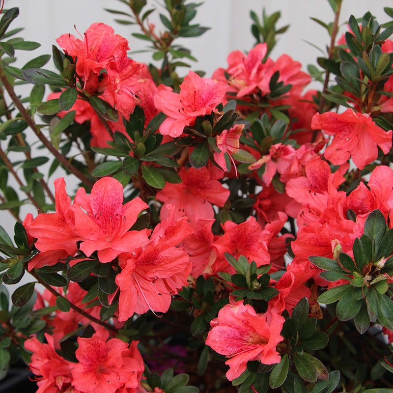 Flowering hedge of Azalea Red Ruffles