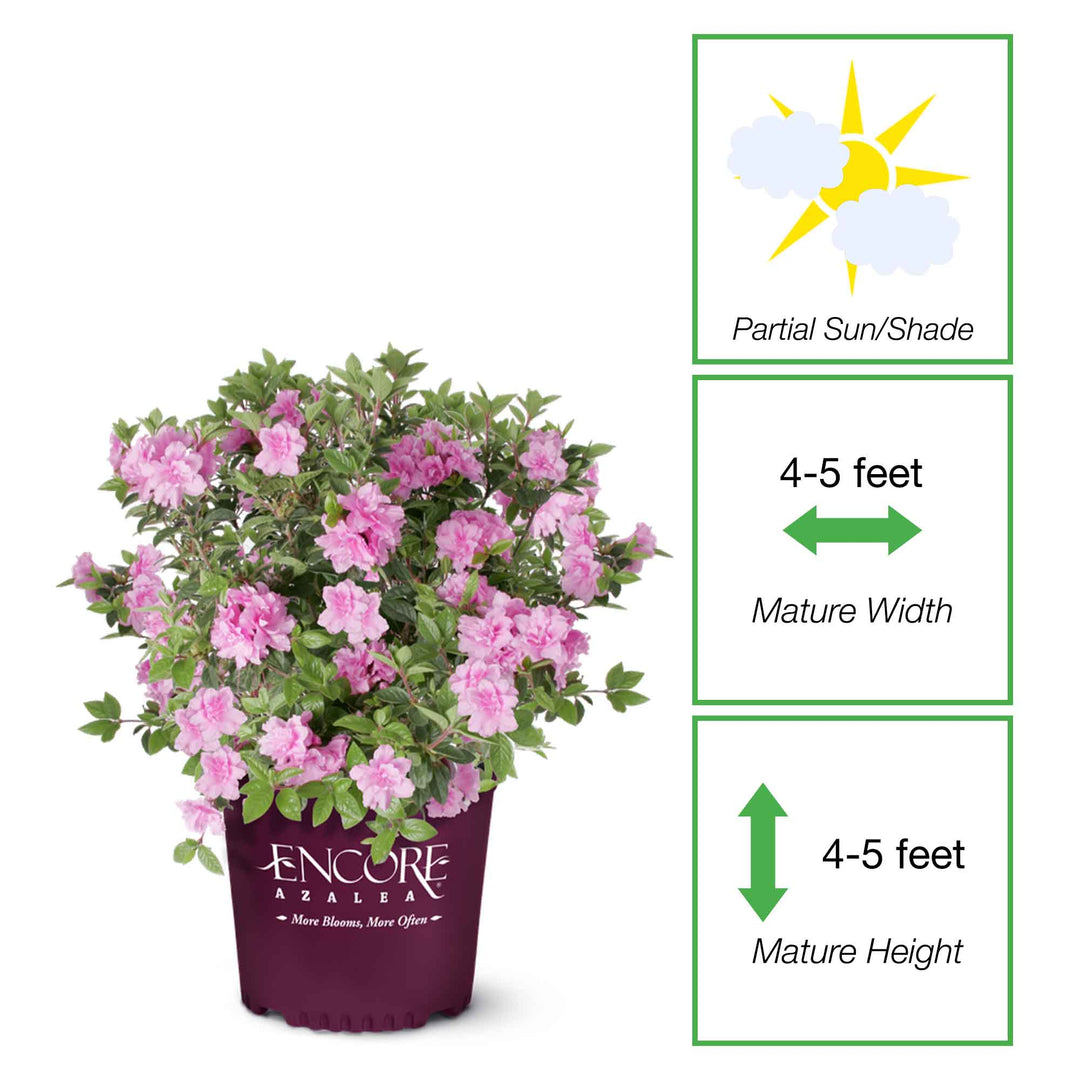 Autumn Carnation® Encore® Azalea for Sale | Perfect Plants Nursery