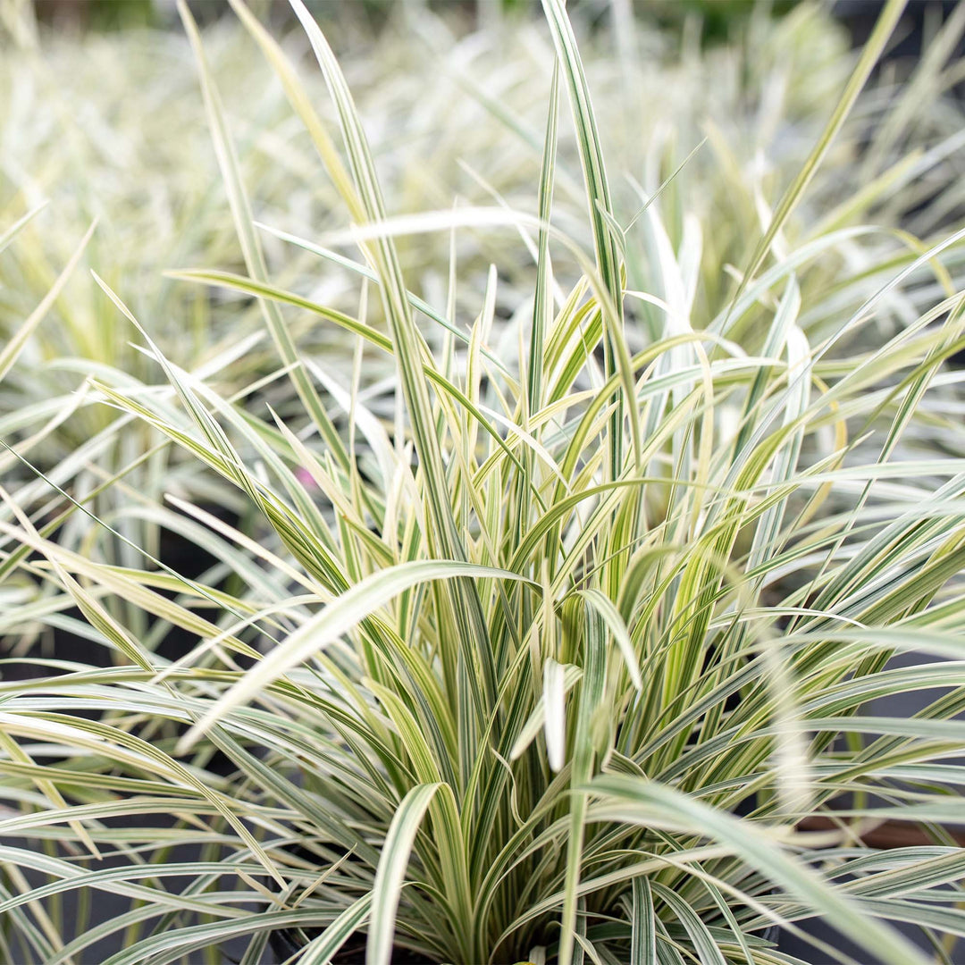 Aztec Grass Shrub - 1 Gallon / 5-Pack