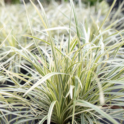 Aztec Grass Shrub