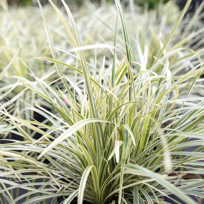 Aztec Grass Shrub