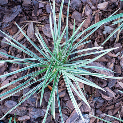 Aztec Grass Shrub