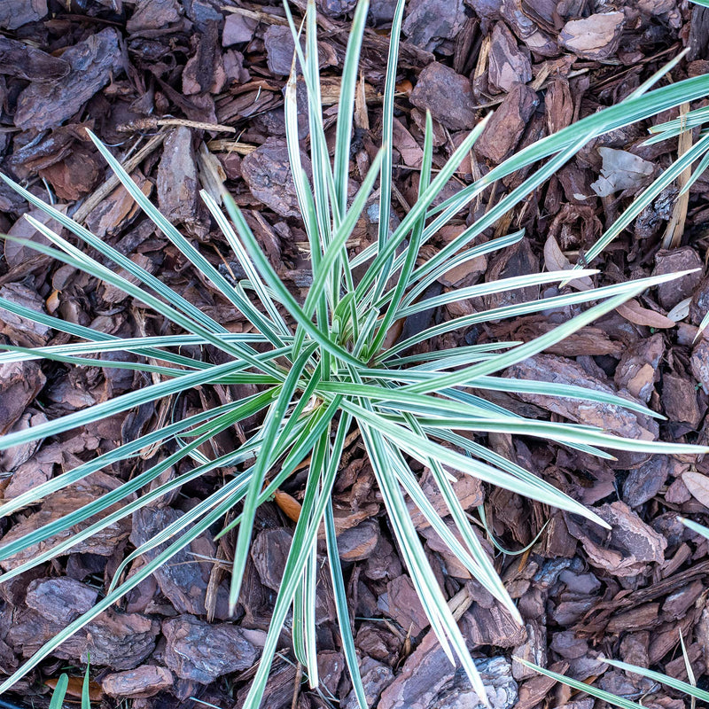Aztec Grass Shrub