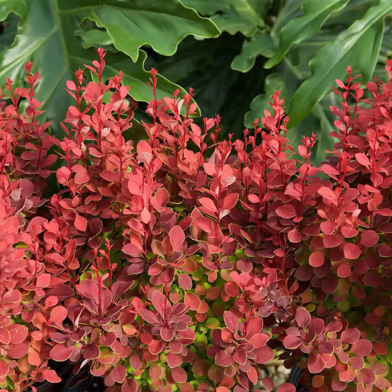 Orange Rocket Barberry foliage, colored deep red and orange all year long