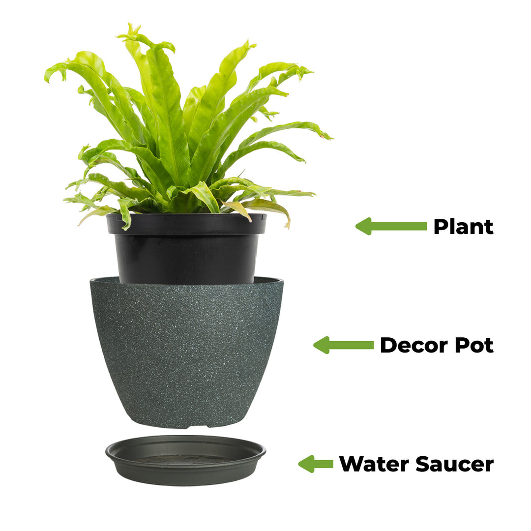 potting mix for birds nest fern Shop Leslie Japanese Birds Nest Fern for Sale